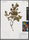 Foto von Salix aurita L. x Salix myrtilloides L.